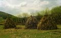 kukoricakocsány-boglya