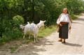 idős asszony kecskékkel