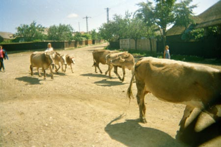 tehéncsorda
