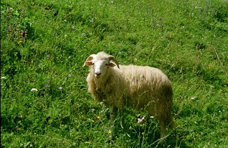 bárány
