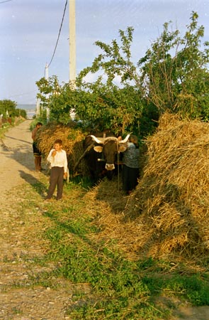 szénarakodás