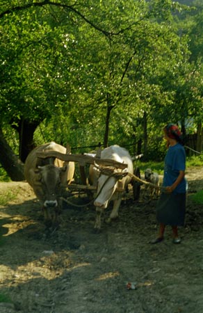 tehénszekér