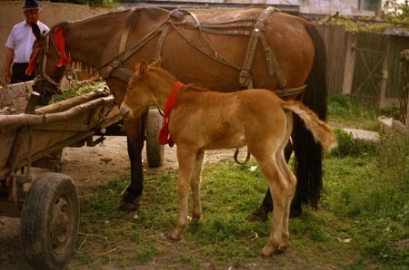 ló és csikó