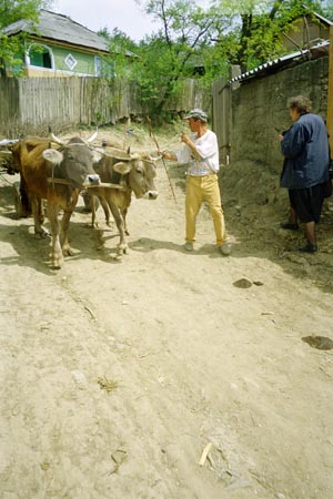 ökrösszekér