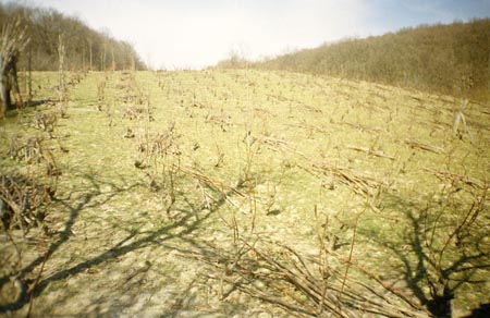 szőlős