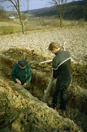 szőlőiskola