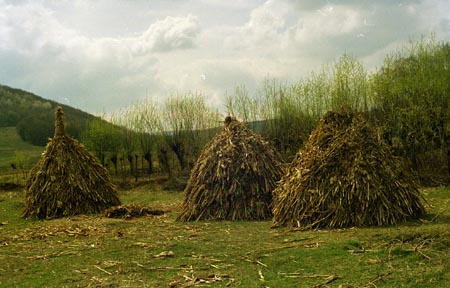 kukoricakocsány-boglya