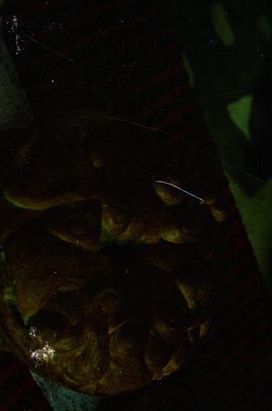 örömkalács