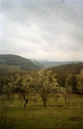 gyümölcsös