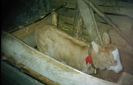 kisborjú