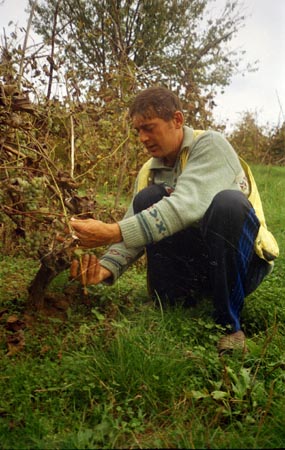 szőlőszedés