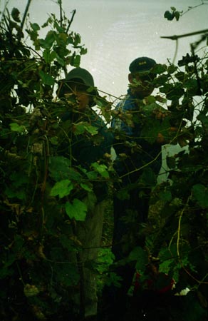 szőlőszüret