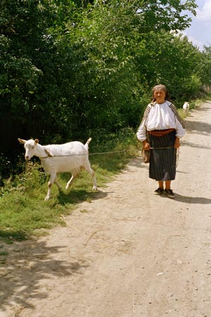 idős asszony kecskékkel