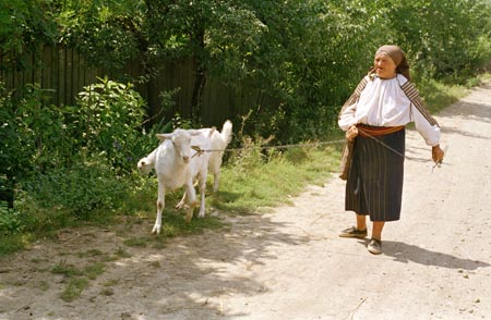 idős asszony kecskékkel
