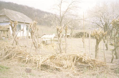 fűzfaültetvény