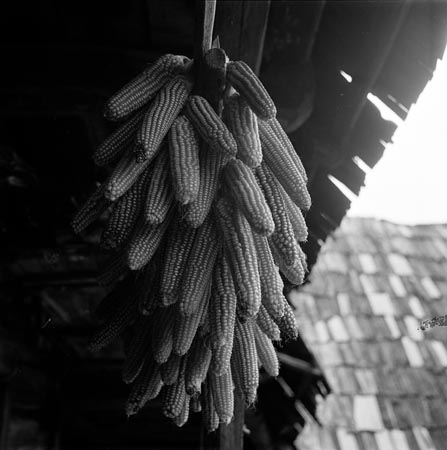 kukorica