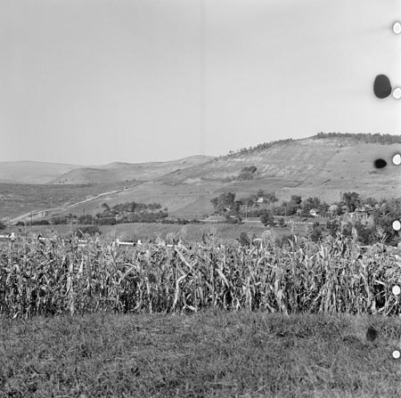 mező