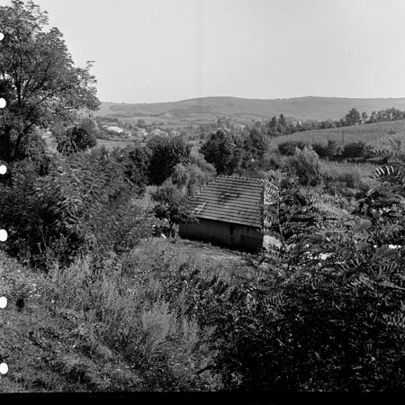 mező
