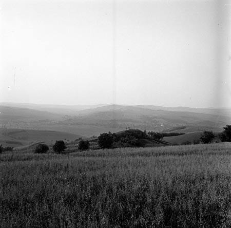 mező