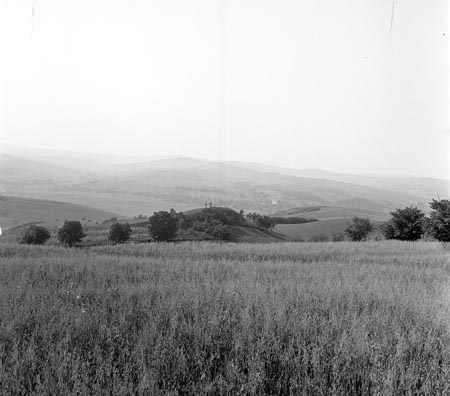 mező