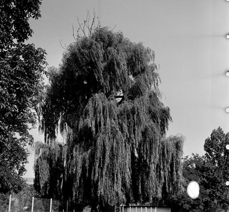 szomorúfűz