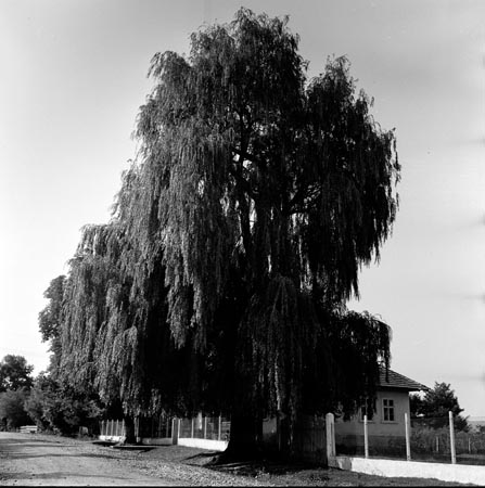 szomorúfűz