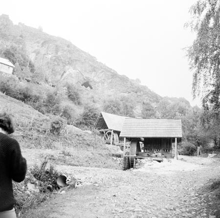 aranyzúzók